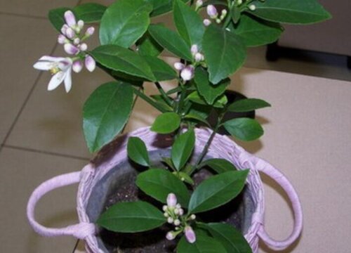 盆栽柠檬怎么养