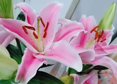 代表友谊长存的花