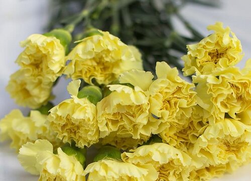 代表友谊长存的花