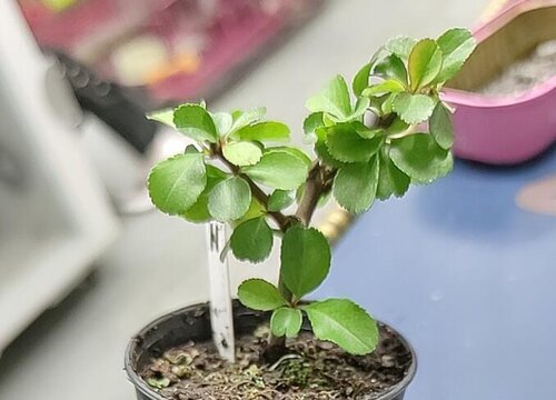 长寿梅不开花什么原因