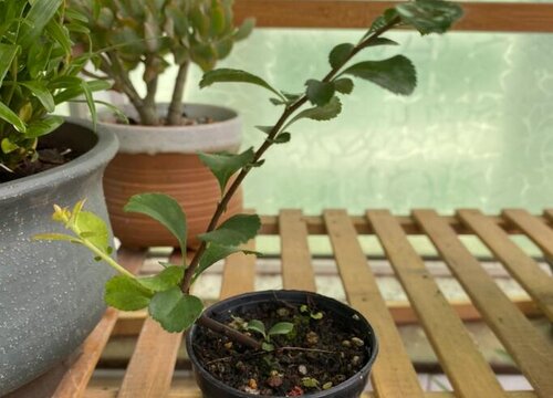 长寿梅不开花什么原因