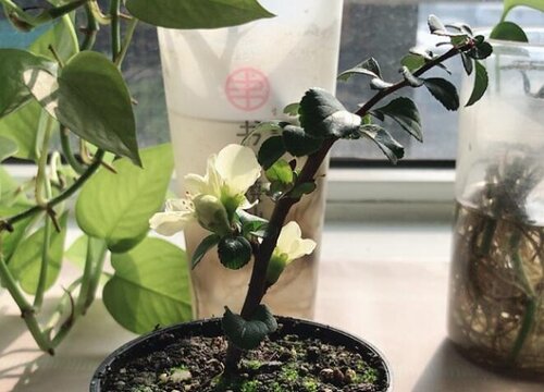 长寿梅不开花什么原因
