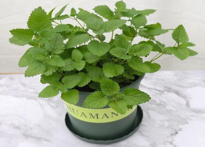 薄荷是树还是草 属于多年生草本植物