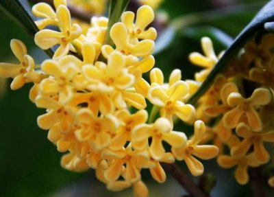 桂花面膜正确制作方法 桂花面膜制作方法