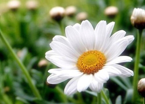 白菊花代表什么象征意义