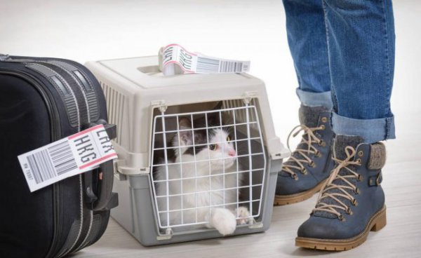 猫怎么托运到外地