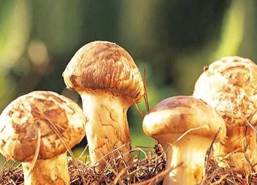 十大名贵菌类