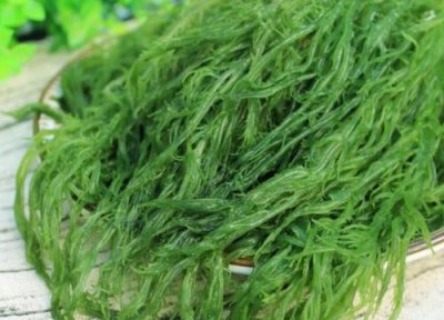 海藻是什么植物 海藻属于什么类植物