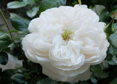 甜美地兰月季是藤本还是灌木 甜美地兰月季属于藤本还是灌木