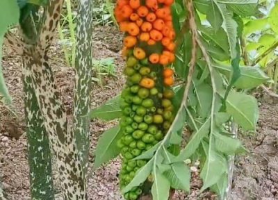 魔芋几月份种植 魔芋适合几月份种植