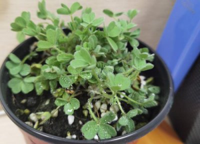 养花有技巧吗 新手养花都存在哪些误区