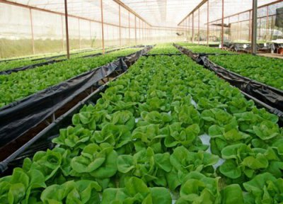 小白菜喜阴还是喜阳 小白菜喜阴还是喜阳光的植物
