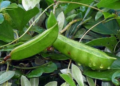 大刀豆种植时间 大刀豆种植时间和方法