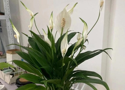白掌多少钱一盆