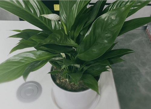 白掌多少钱一盆