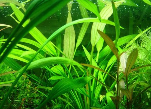水兰好养吗