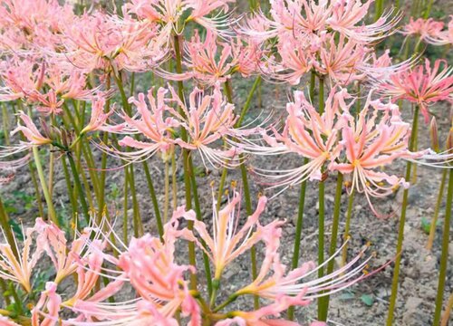 曼珠沙华的花语和寓意