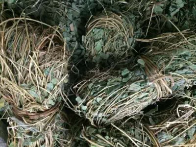 鸡骨藤简介 鸡骨藤和鸡骨草的区别