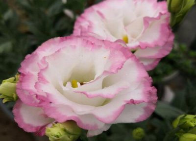 洋桔梗花有毒吗 洋桔梗的花有毒吗