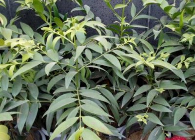 竹柏的繁殖方法 竹柏可以分株繁殖吗