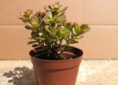 玉树叶子发软什么原因 玉树叶片发软原因及处理方法