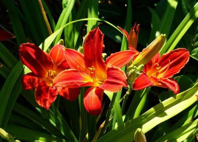 代表美好和向往的花 向往幸福的花是什么花