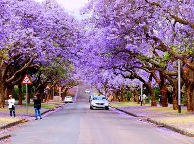 花楹花语和寓意 蓝花楹的花语是什么意思与寓意