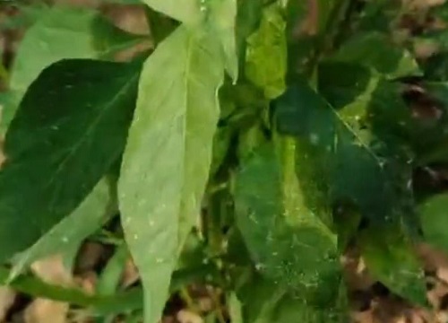 夏天适合种什么蔬菜