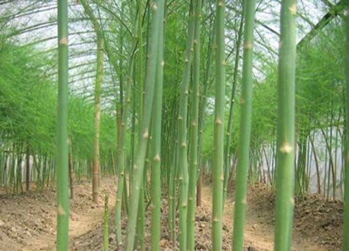 夏天适合种什么蔬菜