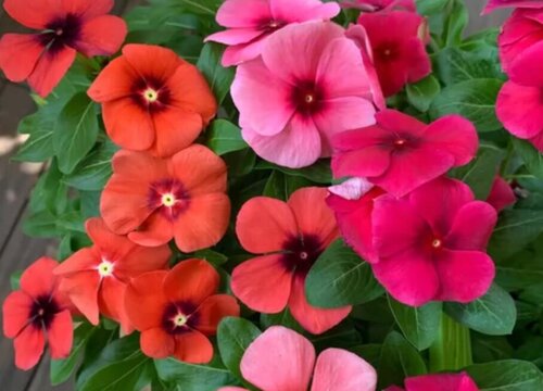 长春花夏天的养殖方式