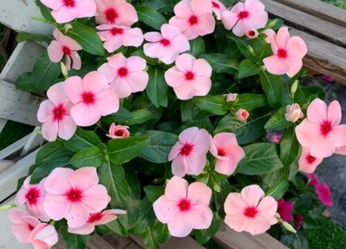长春花夏天的养殖方式