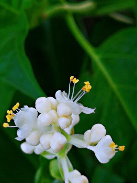 杜若的花语和寓意