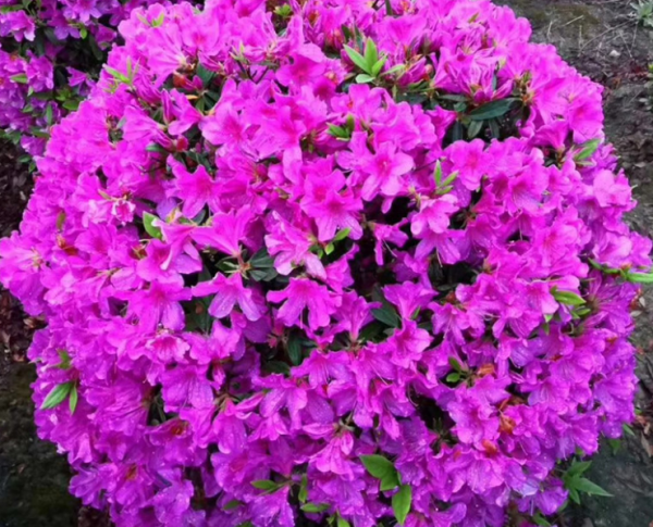 杜鹃花十大品种排名
