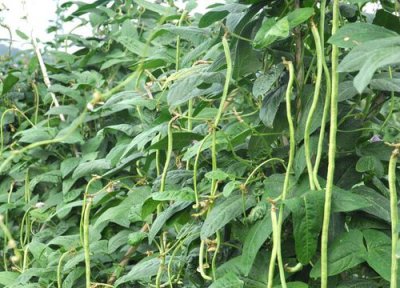 夏天适合种什么蔬菜 夏天适合种什么蔬菜和水果并解释在地下的