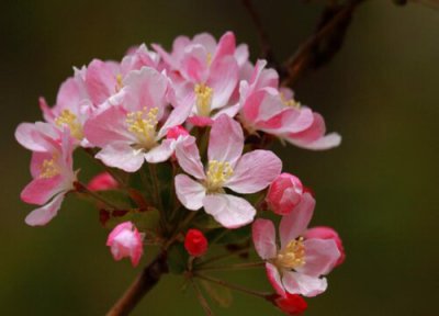 西府海棠花语 西府海棠的花语和寓意