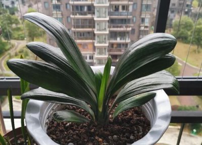 君子兰花语和寓意 君子兰的花语是什么