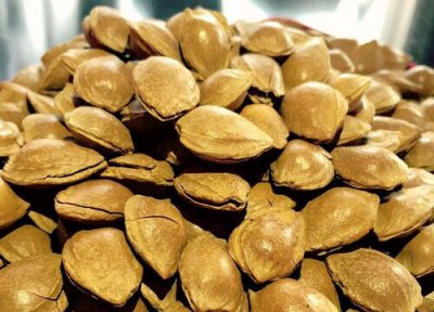 杏核去壳方法 杏核怎么去壳