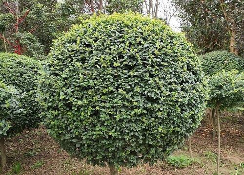 对节木是什么树木