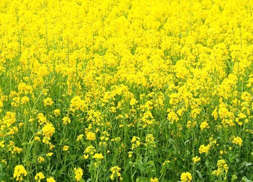 油菜多久成熟