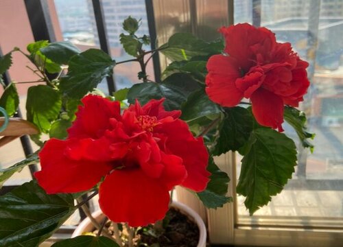 扶桑花能放卧室吗