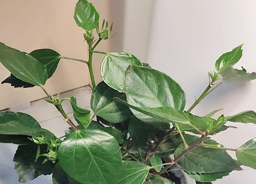 扶桑花能放卧室吗