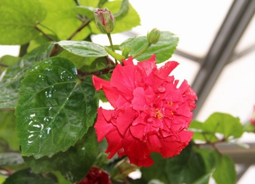 扶桑花能放卧室吗