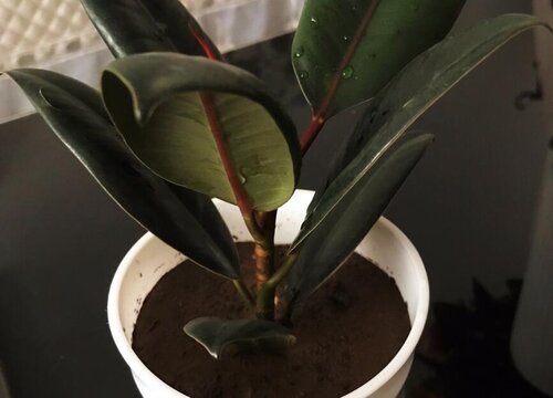 木本植物盆栽有哪些