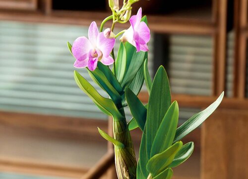 石斛兰不开花什么原因