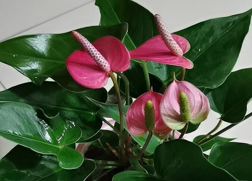 粉掌怎么养才开花