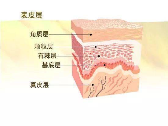 什么是皮肤屏障