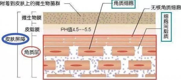 什么是皮肤屏障