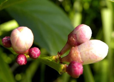 茶花树花蕾干枯怎么回事 茶花出现落蕾花苞干枯该怎么解决