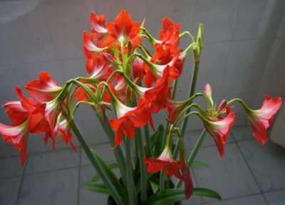 对红花喜阴还是喜阳 对红花喜阴还是喜阳光的植物