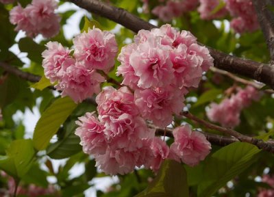 海棠花什么颜色 海棠花什么颜色花最好看